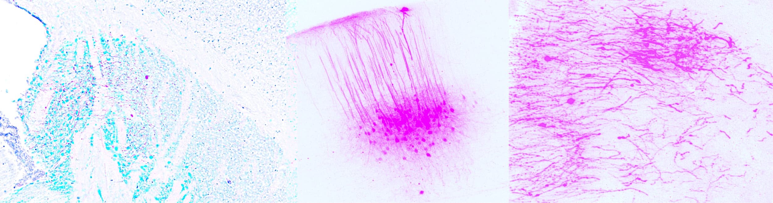 Colorful cellular forms in cyan, blue, magenta, and orange
