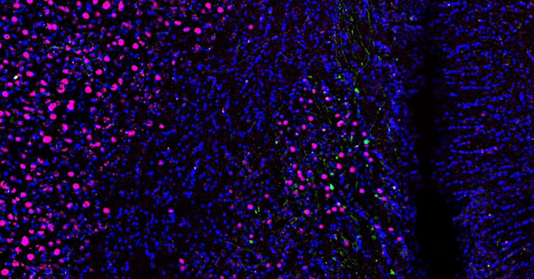 Experimental figure connecting a behavioral response with cellular measurements.